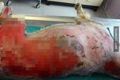Rơi nước mắt với hành động của chú chó xả thân để cứu chủ