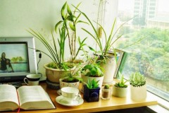 Sai lầm khi trồng nhiều cây và hoa trong phòng
