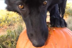 Thả quả bí đỏ vào nhà của 1 con chó sói, điều gì sẽ xảy ra?