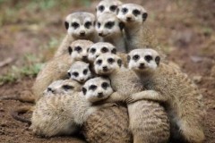 Tìm ra loài vật tàn nhẫn nhất thế giới