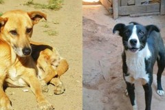 Chó sói được thuần hóa nhờ ăn thức ăn thừa của người