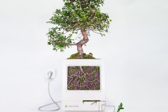 Ngắm nhìn những chiếc máy Mac "nở hoa"