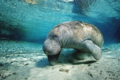 AI của Google sẽ cứu lợn biển trước nguy cơ tuyệt chủng