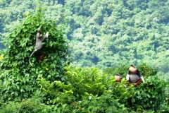 Bất ngờ phát hiện 3 đàn voọc chà vá chân nâu quý hiếm