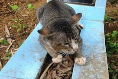 Cảm động câu chuyện về chú mèo nằm khóc bên mộ chủ nhân hàng năm trời