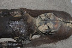 Chile tìm kiếm sự hỗ trợ để bảo tồn các xác ướp cổ nhất thế giới