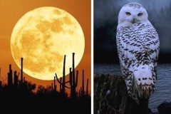 Điều gì sẽ xảy ra nếu Mặt trăng bỗng dưng biến mất?