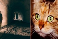 Những động vật nào có thể nhìn thấy ma?