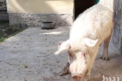 Quốc gia chỉ có đúng một con lợn