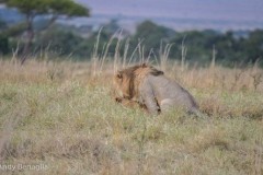 Sư tử đực bỏ rơi bạn tình để săn linh dương