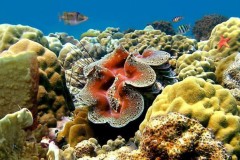 Tận mục loài sò khổng lồ nặng 3 tạ của Việt Nam