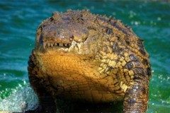 Về mặt sinh học, cá sấu là loài bất tử?