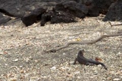 Video: Kỳ nhông con thoát khỏi sự truy đuổi của đàn rắn một cách thần kỳ