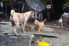 Cộng đồng mạng rơi lệ với động bất ngờ của chú chó mẹ