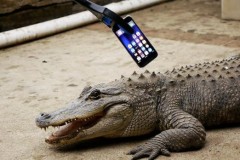 Thử độ bền iPhone 7 với c&#225; sấu