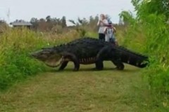 Cá sấu khổng lồ ‘khoan thai’ xuất hiện khiến nhóm du khách ngỡ ngàng (+Video)