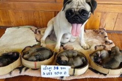 Clip chó mẹ trông con trước khi bị bán lay động cộng đồng mạng