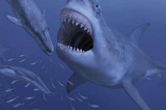 Loài cá mập lớn nhất thế giới megalodon tuyệt chủng vì… kén ăn