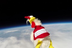 Những kỷ lục thế giới ngộ nghĩnh liên quan đến gà