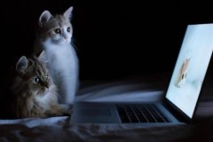 Những trang web "người lớn" không bảo mật kém như bạn nghĩ