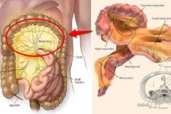 Phát hiện thêm cơ quan nội tạng mới trong cơ thể người