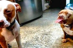 [Trào lưu mới] Nhắn tin tỏ tình troll bạn thân và nghìn lẻ cái kết “thốn tận rốn”