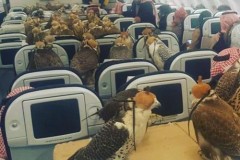 [Vui vẻ] Có thể bạn không tin, nhưng có người vừa "bao" trọn 80 ghế máy bay cho bầy chim của mình