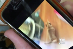 Sư tử núi lẻn vào nhà dân để trộm chó