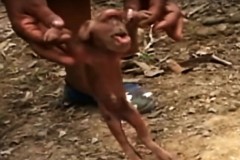 Lợn một mắt, mặt khỉ trở nên nổi tiếng ở Cuba