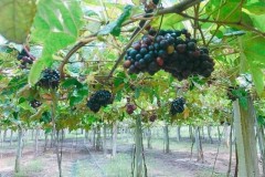 Lộ diện VƯỜN NHO cho tham quan FREE cách Sài Gòn chỉ hơn 100km