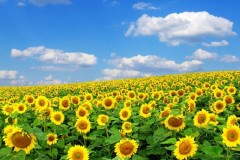 Những điều cần biết khi đi du lịch Nghệ An