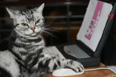 Các nhà nghiên cứu tại OpenAI tìm ra lỗi của AI: Trí tuệ nhân tạo có thể bị đánh bại bởi... một con mèo