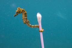 Ảnh giành chiến thắng cuộc thi nhiếp ảnh hoang dã Wildlife Photographer of the Year 2017