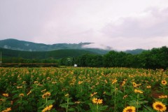 Cầm 200k thuê nguyên căn nhà quẩy tung nóc đối diện Ga Đà Lạt