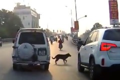 Chó thả rông - hiểm họa trên đường giao thông Việt