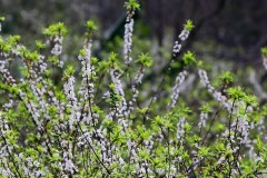 Chuyện đời của lá: Hát hết mình cùng những cơn gió cả, dẫu sau rồi, lá cũng ướt, cũng đau…