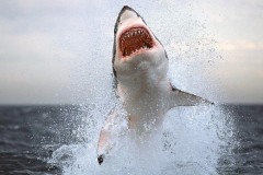 Lý do cá mập trắng không thể nuôi trong thủy cung