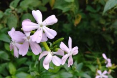 Khả năng giải trí đa phương tiện của LG V30: Tuyệt vời, quay được cả phim điện ảnh