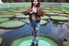 Ngôi chùa ở miền Tây có lá sen khổng lồ cõng người lên tới 140kg