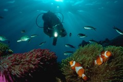 Cá hề "Nemo" đang đứng trước nguy cơ tuyệt chủng