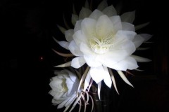 Cuộc đời có rủi có may: Là trái mùa hoa nở, hay là gió heo may?