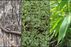 [Giải trí] 98% bạn sẽ không tìm ra tất cả con vật "ẩn náu" trong bộ sưu tập dưới đây