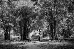 Hương sắc Việt Nam: Bốn chữ ‘Làng quê Việt Nam’ mộc mạc, giản dị mà thân thương quá đỗi…