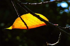 Nghe lại bản gốc tuyệt đẹp: Mùa thu lá úa, tiếng thở dài nhẹ, buồn tiếc nhưng không đau thương