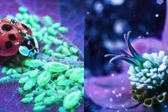 Bộ ảnh dưới ánh đèn huỳnh quang cực lạ và đẹp!