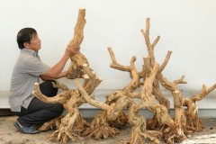 Lão nông Sài Gòn phù phép gốc "củi" thành cây cảnh nửa tỷ