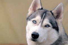 Chó sở dĩ có thể đồng cảm với chủ vì chúng đánh hơi được cảm xúc của chúng ta