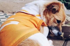 Nuôi chó có thể giúp bạn sống thọ hơn