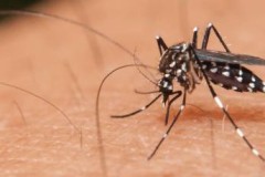 [Sức khoẻ] Tại sao “người ta” không bị muỗi đốt còn mình lại bị?!