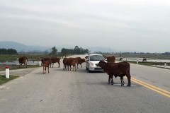 Trâu bò vẫn “thách thức” ô tô trên quốc lộ 8A